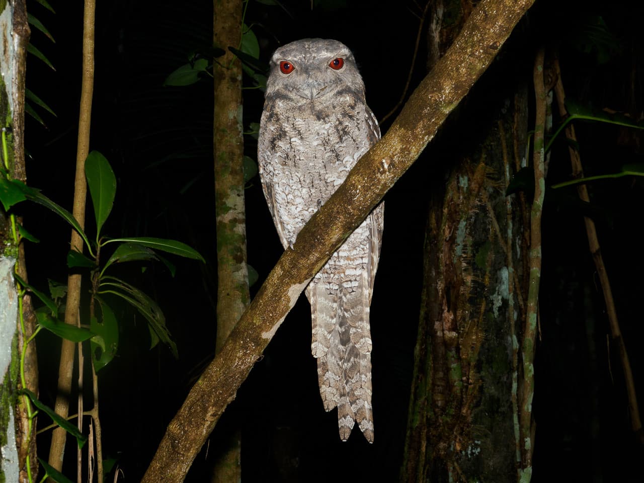 Cairns Botanic Gardens Night Walk Experience - image 5